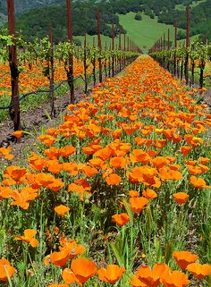 an orange flower field with vines and mountains in the background