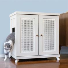 a gray and white cat standing next to a cabinet