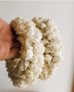 a hand holding some kind of white flower