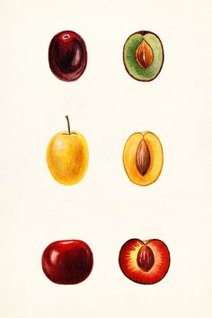 four different types of fruit on a white background