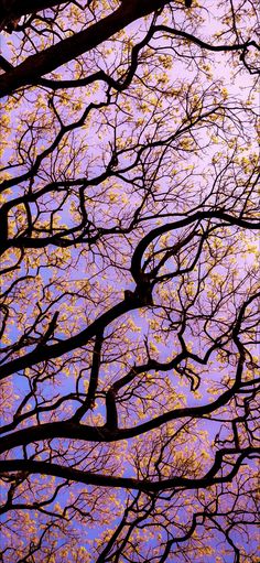 looking up at the tops of trees with yellow and purple leaves against a blue sky