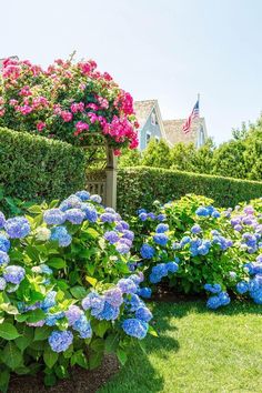 blue and pink flowers are in the garden