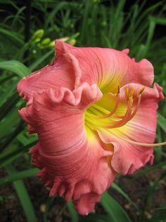 a pink flower with yellow stamens in the foreground and green grass in the background