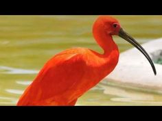 an orange bird standing in the water next to a white rock with a long beak