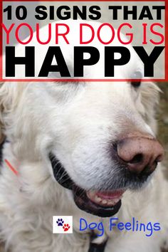 a white dog with the words 10 signs that your dog is happy