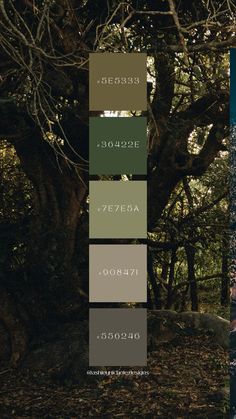 an image of the forest with trees and leaves in it's color palettes