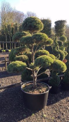 several potted trees in the middle of a park