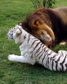 a white tiger laying on the ground next to a large brown and black animal with it's mouth open