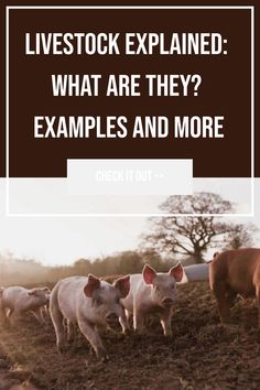 some cows are standing in the grass with text overlay that reads livestock explain what are they? examples and more check it out