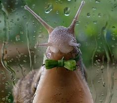 a snail wearing a green bow tie standing in front of a window covered with raindrops