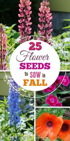 flowers with the words 25 flower seeds to sow in fall on top and bottom