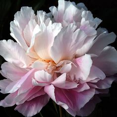 a pink and white flower is in the dark