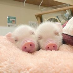 two small white pigs laying next to each other on a pink bed sheet with their eyes closed