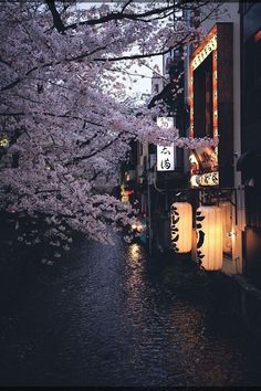 a river that has some lights on it in front of trees with blossoming flowers