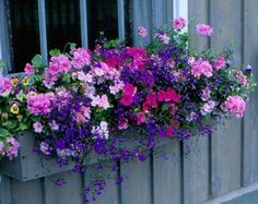 a window box filled with purple and pink flowers