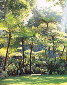 trees and plants in the middle of a lush green park with sun shining on them