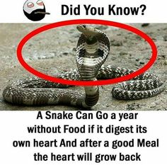 a snake that is laying down on the ground with a caption above it saying, did you know?