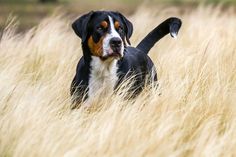 a black and brown dog standing in tall grass