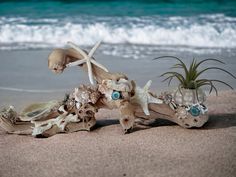 an old driftwood planter on the beach with sea shells and air plants in it