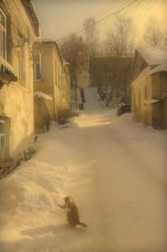 a dog sitting in the middle of a snow covered street next to houses and telephone poles