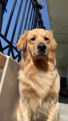 a golden retriever is sitting on the steps outside