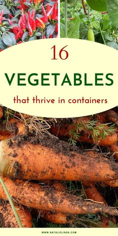 vegetables that have been harvested in containers with text overlay reading 10 vegetables that arrive in containers