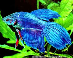 a blue siamese fish sitting on top of green leaves