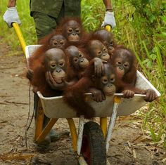 a man pushing a wheelbarrow filled with baby oranguels