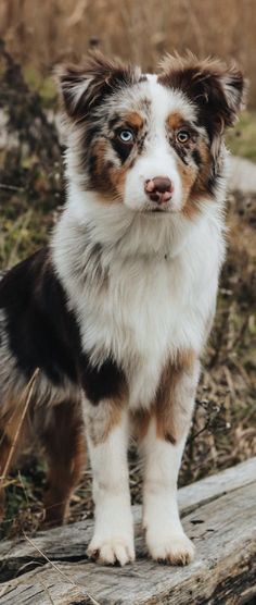 a brown and white dog standing on top of a wooden log next to dry grass