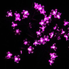 purple flowers are lit up in the dark