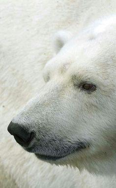 a polar bear is looking at something while standing in front of the camera with his head turned to the side