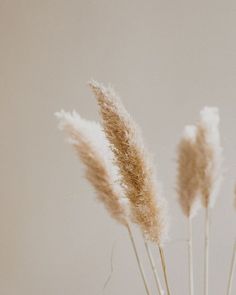 some brown and white flowers in a vase