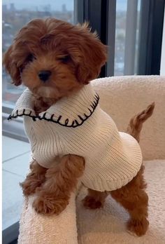 a small brown dog sitting on top of a chair wearing a white sweater and black trim