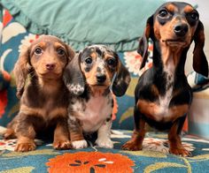 three dachshund puppies sitting on a couch looking up at the camera