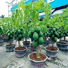 many potted plants with green fruit growing in them