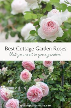 pink roses growing in the garden with text overlay that reads best cottage garden roses that you need in your garden