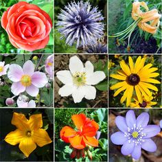 many different types of flowers are shown in this collage with the caption below