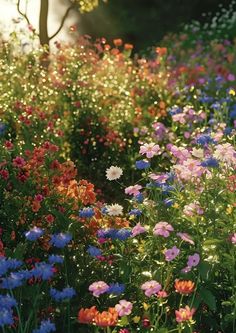 a field full of colorful flowers with trees in the backgrounnd and sunlight shining through them