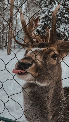 a deer sticking its tongue out through a chain link fence with snow on the ground