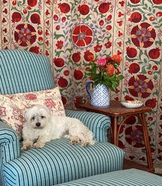 a white dog sitting on top of a blue chair in front of a wall paper