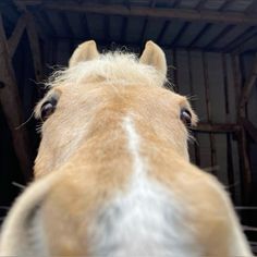 a brown and white horse looking at the camera