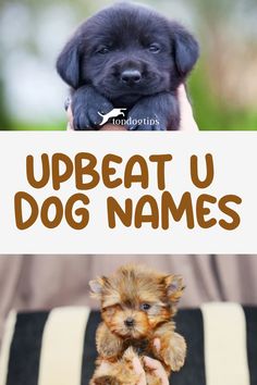 Upbeat U Dog Names Unique Dog Names, Popular Dog Names, Herding Dogs Breeds, Hound Dog Breeds, Working Dogs Breeds, Cute Names For Dogs, Toy Dog Breeds