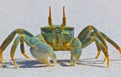 a close up of a crab on the beach