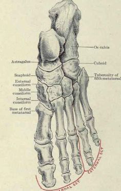 an image of a diagram of the foot and wrist bones with captional labels