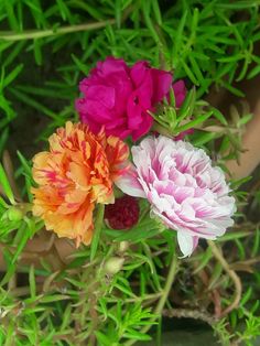 three different colored flowers are in the grass