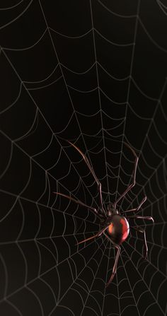 a large spider sits on its web in the dark