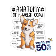 the anatomy of a corgi sticker