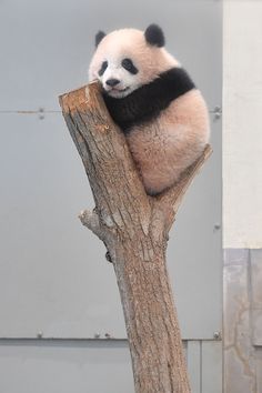 a panda bear is sitting on top of a tree branch with his head hanging down