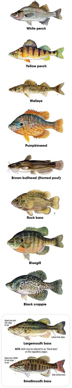 the different types of fish that can be seen in this image, including one on each side