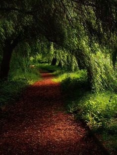 a path that is surrounded by trees and grass